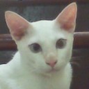 ม่อนกะมี่