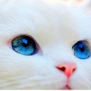 สมาชิกหมายเลข 1162185