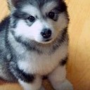 ฮานามิกิ