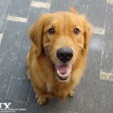 สมาชิกหมายเลข 1433827