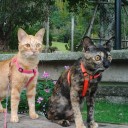 ย่งยินปู่หยาง