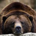 แฟ้วศรีผู้วาดหมีด้วยมือเปล่า