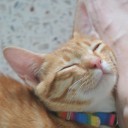 ชิฟูกะซีอิ้ว