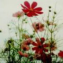 สมาชิกหมายเลข 1434210