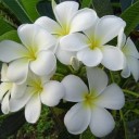 สมาชิกหมายเลข 741153