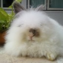 Jแม่กระต่าย