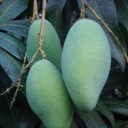 Mangifera indica L