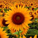 สมาชิกหมายเลข 2657867