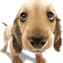 ดาวขนนก