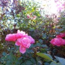 เจ้ามะลิลา