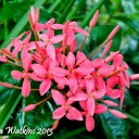 สมาชิกหมายเลข 1421288