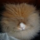 ตัวแสบขนฟู