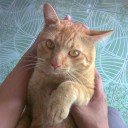 เจ้าส้มทอง