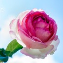 สมาชิกหมายเลข 884976