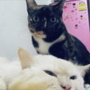 ชบาสีส้ม