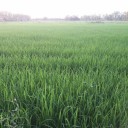 ชาวนา ออนไลน์