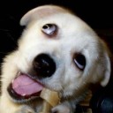 สมาชิกหมายเลข 1862081