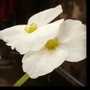 สมาชิกหมายเลข 1862197