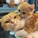 แมวขาสั้นหลังห้องครัว