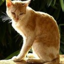 สมป๋อง แฟนน้องโบ