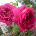 แพนด้าสีเขียว