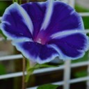 ดอกบัวในป่าบอน