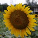 สมาชิกหมายเลข 2597163