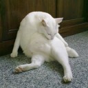 รอกน้อย