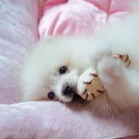 สมาชิกหมายเลข 1437503