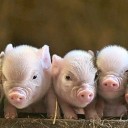 นางสาวหมูตุ๋น หุ่นพะโล้