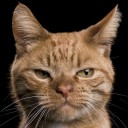 สมาชิกหมายเลข 3029185