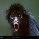 หนูน้อยสายรุ้ง