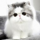 สมาชิกหมายเลข 1785950