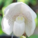 หนูบู้บี้