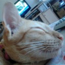 แมวเหมียวชื่อโง่โง่กับสิงโต