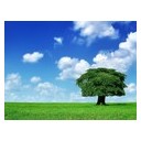 สมาชิกหมายเลข 2135362