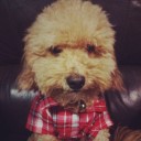 หมีใส่แว่น