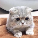 สมาชิกหมายเลข 1076650