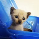 พังนันผู้ยิ่งใหญ่ไม่กินกล้วยนะ