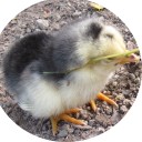 อนุมานน้อย