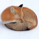 FireFox_GTC