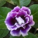 สมาชิกหมายเลข 2138735