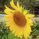 ไร่ทานตะวันธารน้ำใส