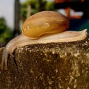 หลังยาว