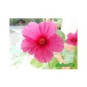 ป้าต้อยตีวิด