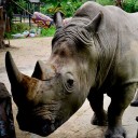 อินดี้ไม่เน้นขาย