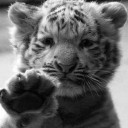 สมาชิกหมายเลข 1031388