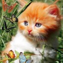 หยาดฝนบนขุนเขา