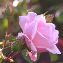 สมาชิกหมายเลข 2432917