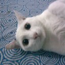 น้องแมวกะโปรงม่วง